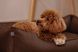 Лежак Dreamer Brown S (60x45 cm) 3102573 фото 7